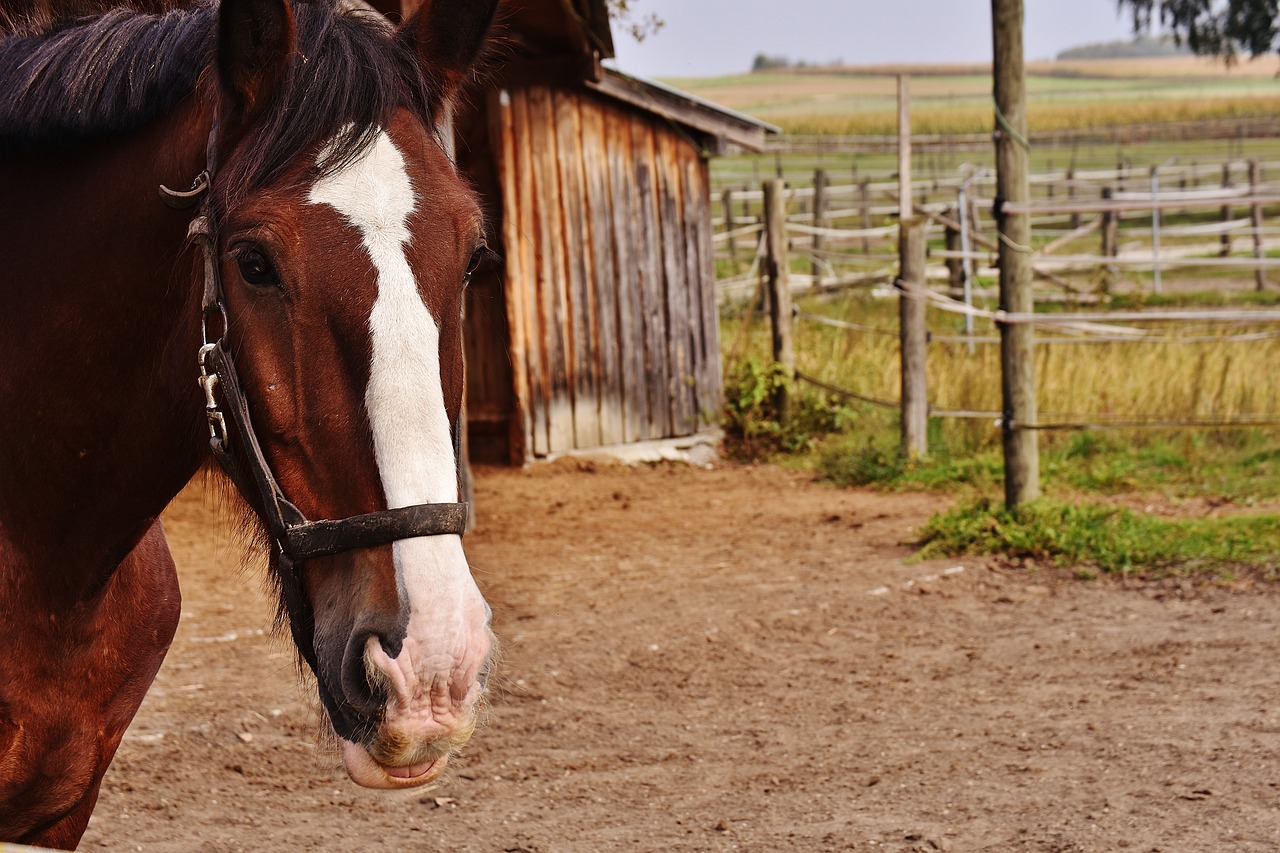 Image - shire horse horse big horse ride