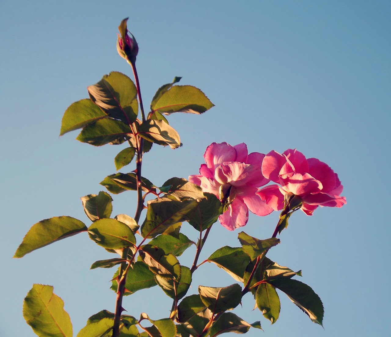 Image - roses pink roses spring nature sky