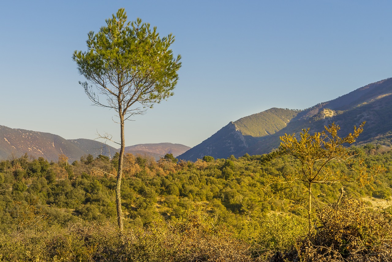 Image - aleppo pine landscape fall