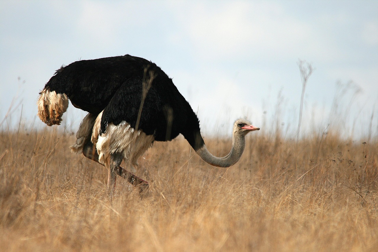 Image - wild game ostrich wildlife reserve