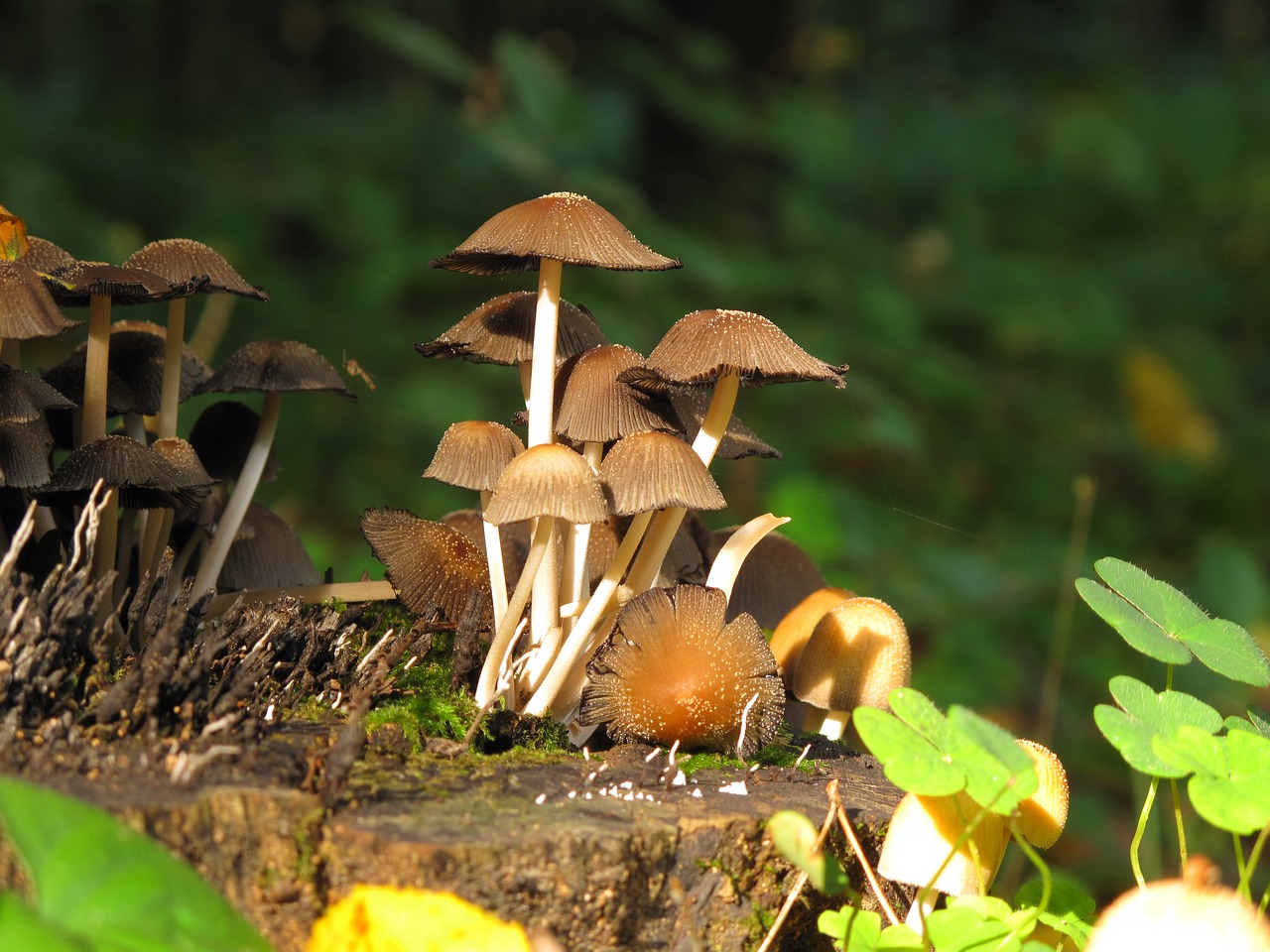 Image - mushrooms forest konar trunk