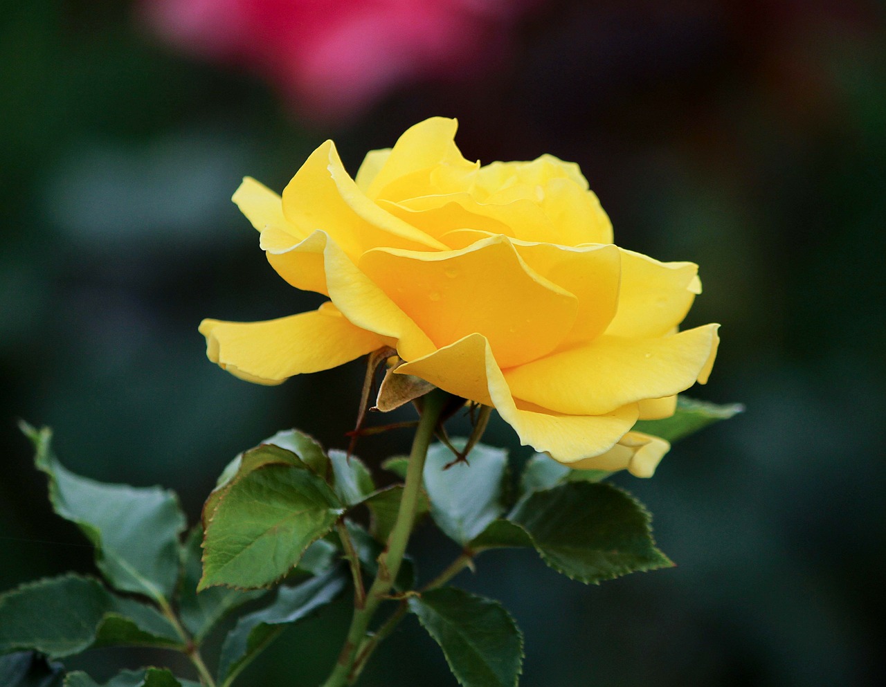 Image - yellow rose profile flower petals