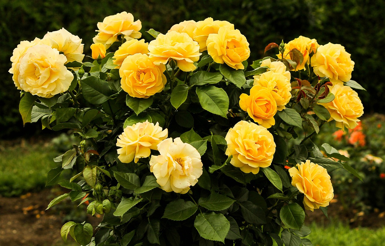 Image - rose bush flowers yellow flower