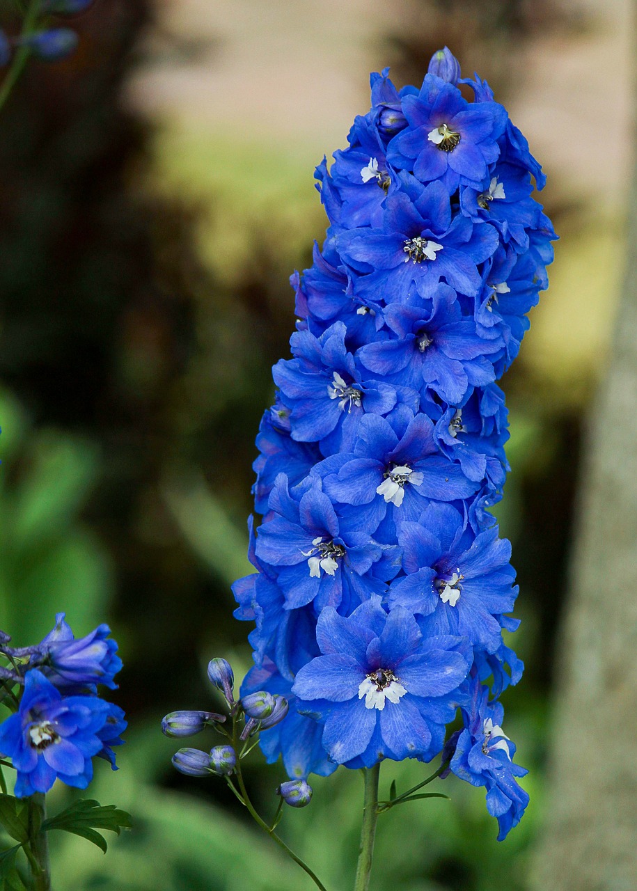 Image - delphinium larkspur flowers foliage