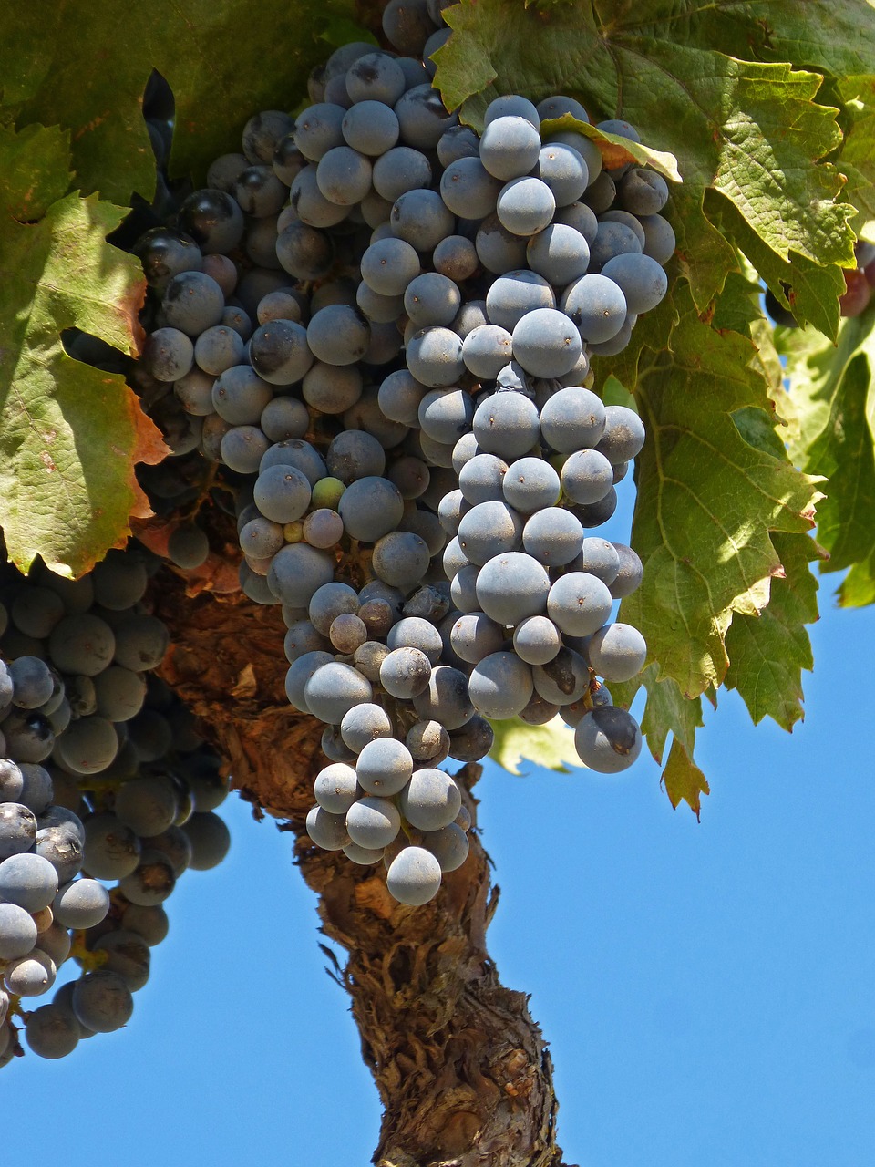 Image - grape garnacha doq priorat vine