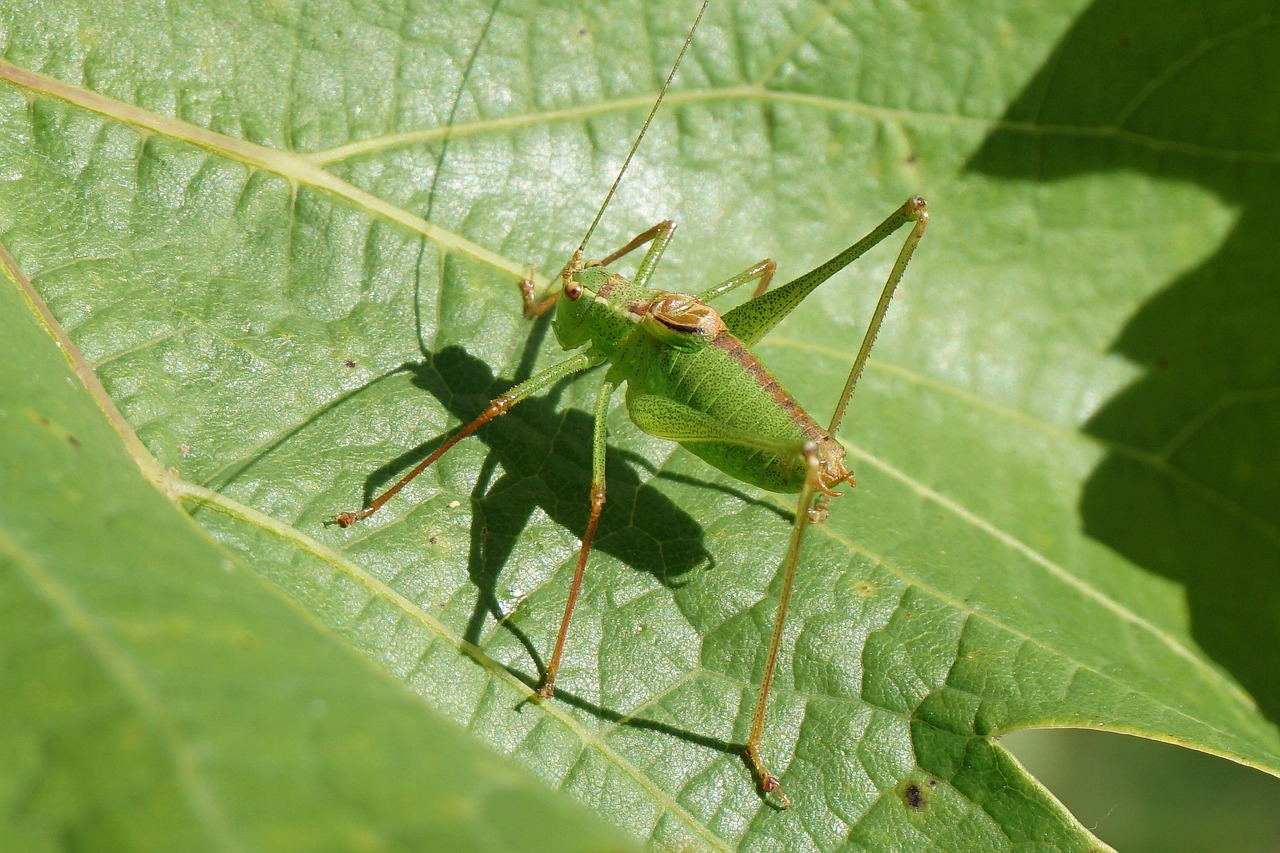 Image - grasshopper green nature animal