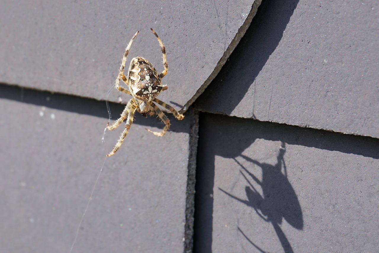 Image - spider insect network nature