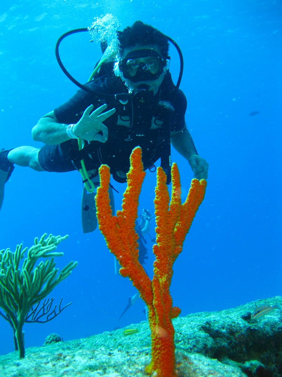 Image - diver undersea sea water tropical