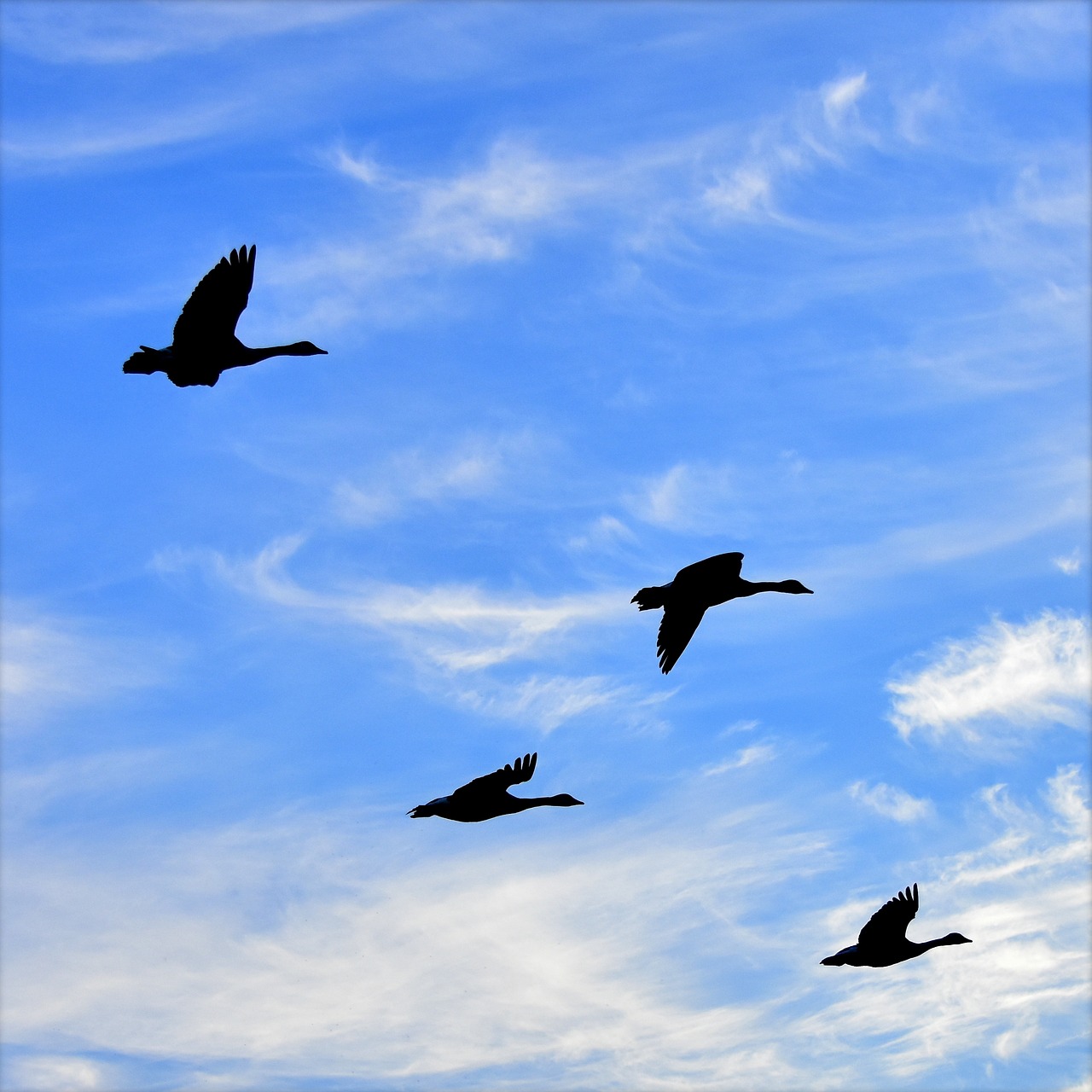 Image - geese air birds silhouette flight