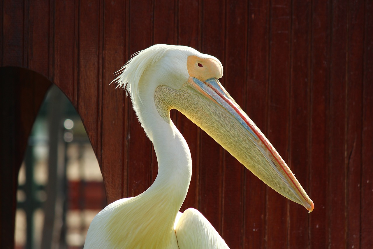 Image - pelican zoo posing