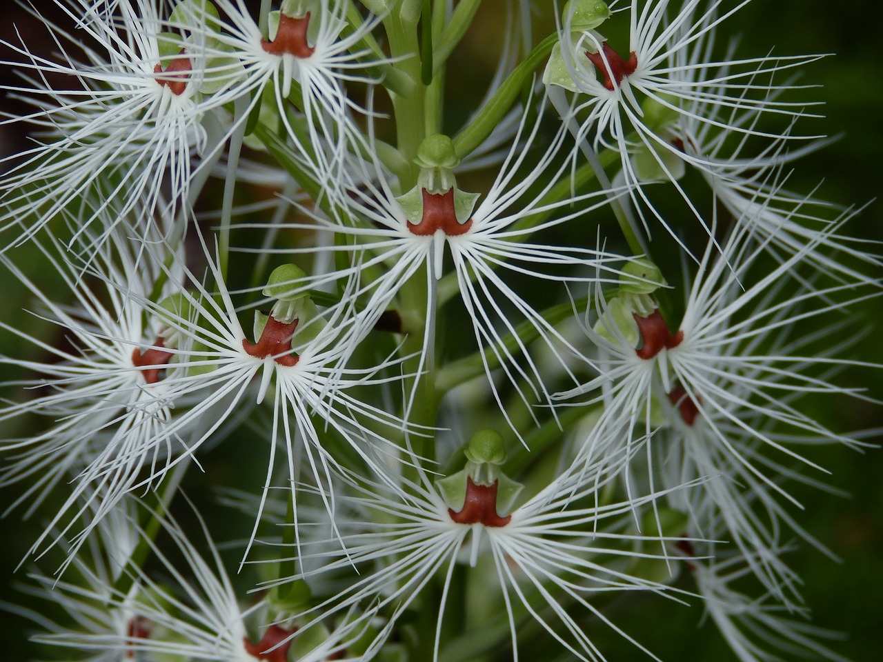 Image - orchid flower blossom bloom plant