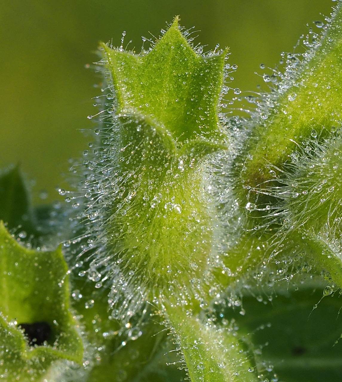 Image - plant weed dewy cup flower green