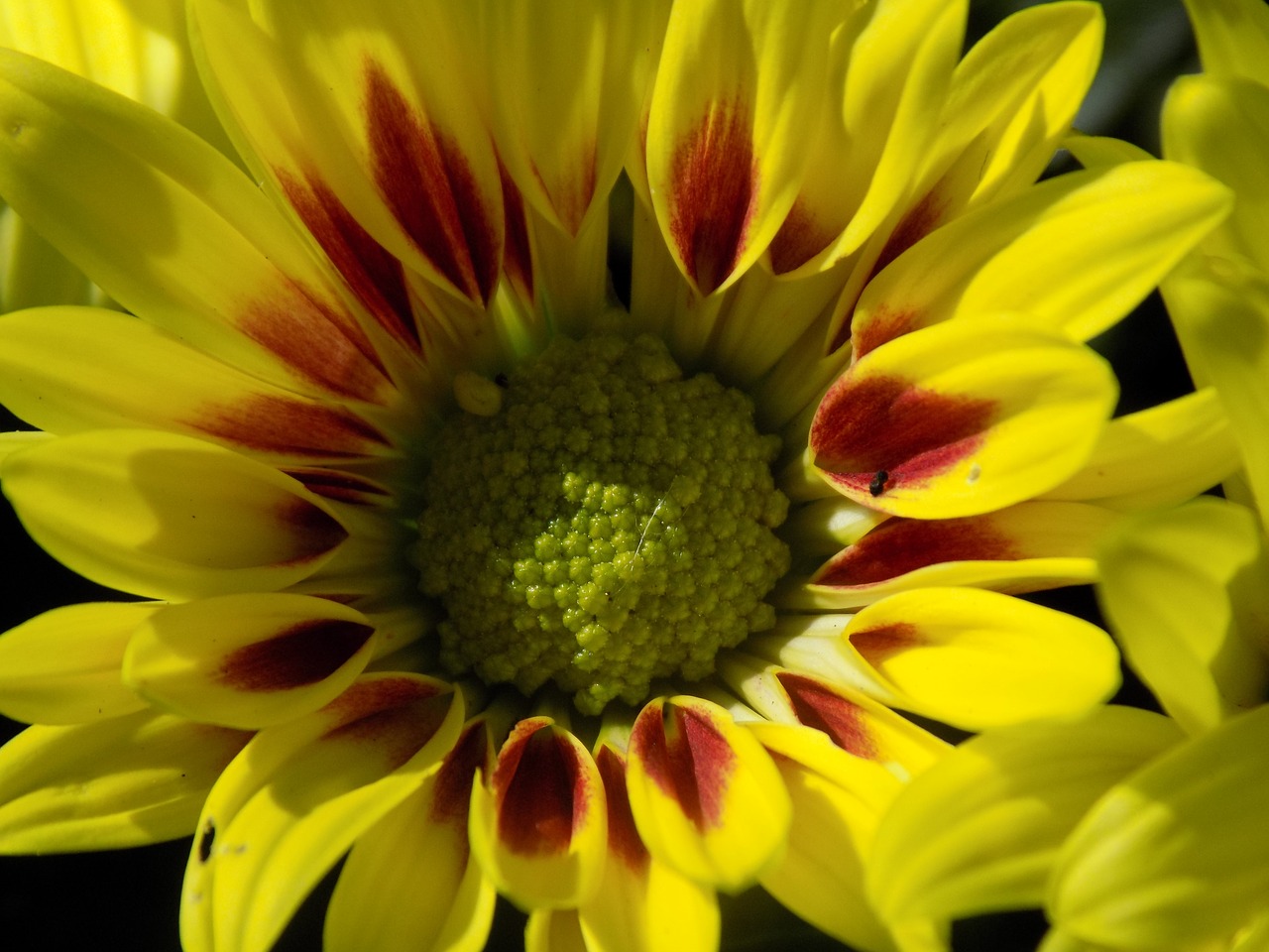Image - herbstastern yellow autumn flower