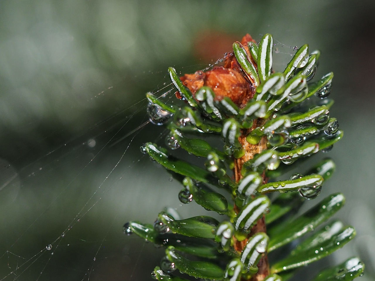 Image - twig web needles dew drops twigs