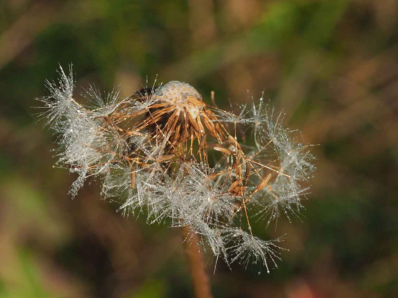 Image - dewy dandelion faded