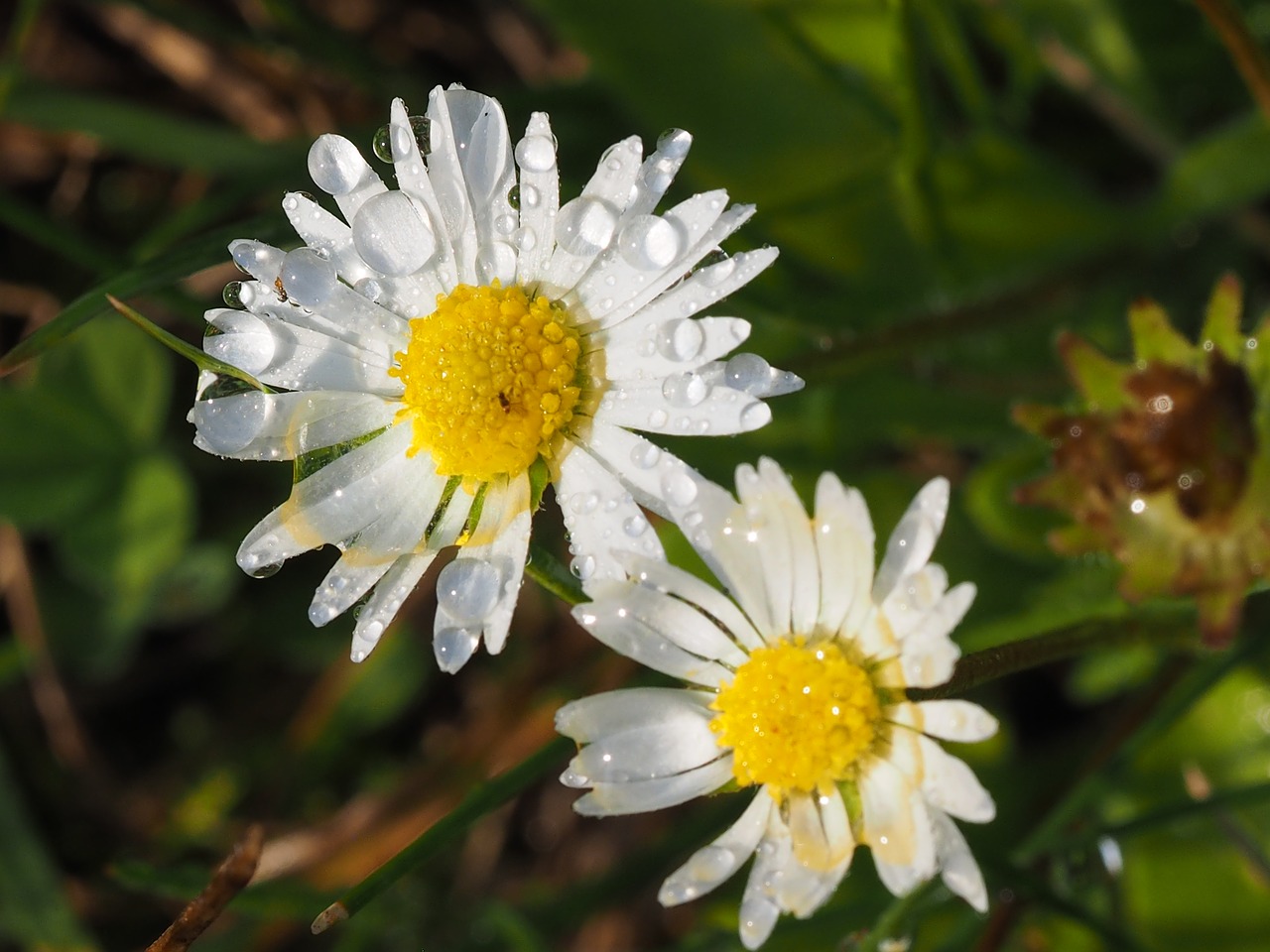 Image - daisy dewy detail flower white