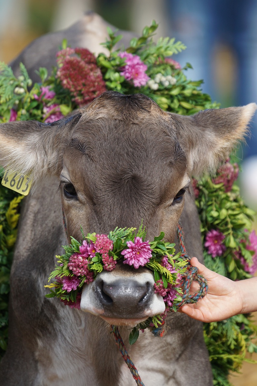 Image - cattle show customs appenzellerland