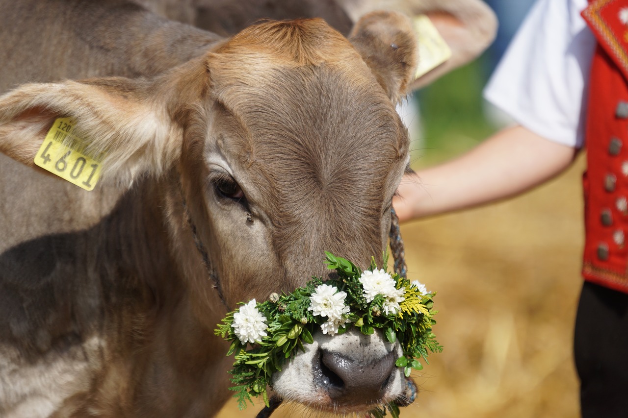 Image - cattle show customs appenzellerland