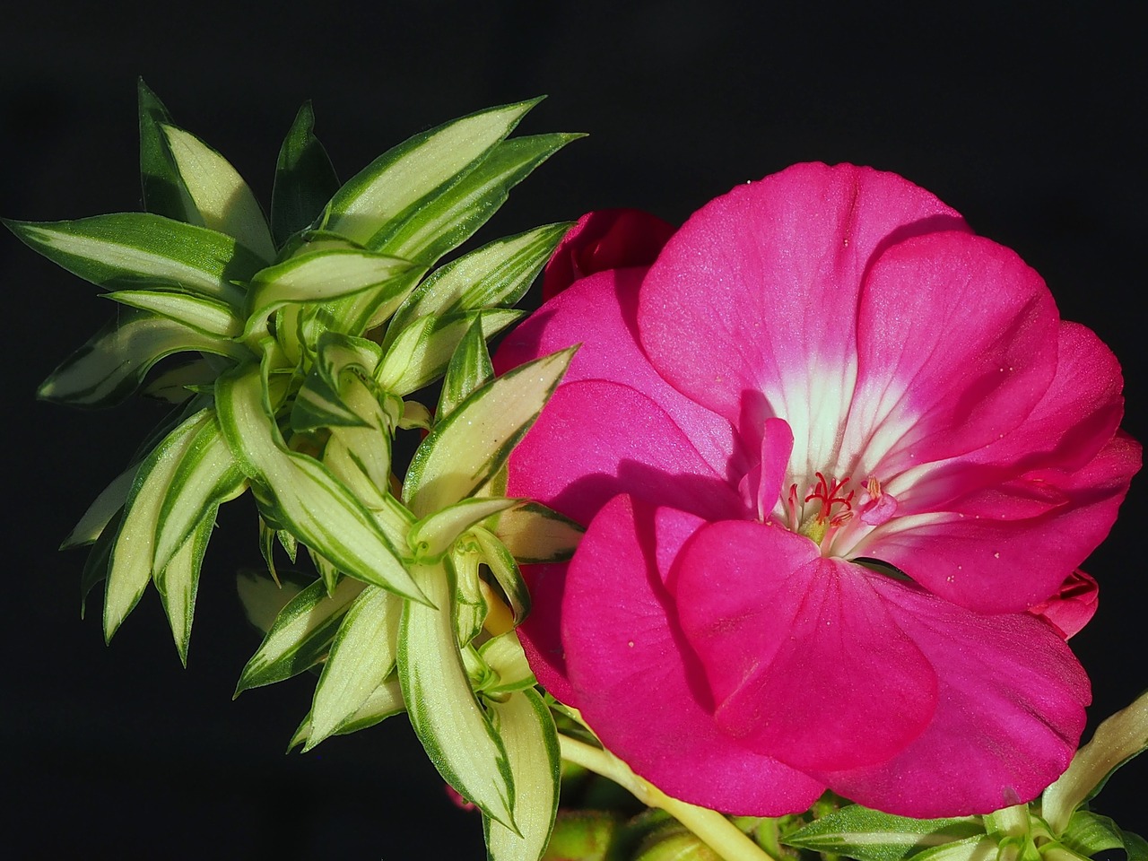 Image - flower nutmeg balcony flowers