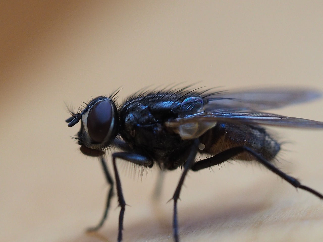 Image - fly insect macro detail nature