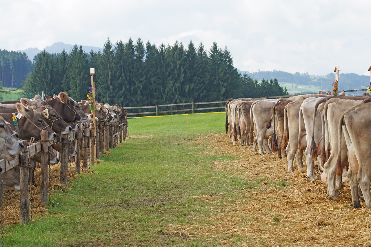 Image - cattle show customs appenzellerland