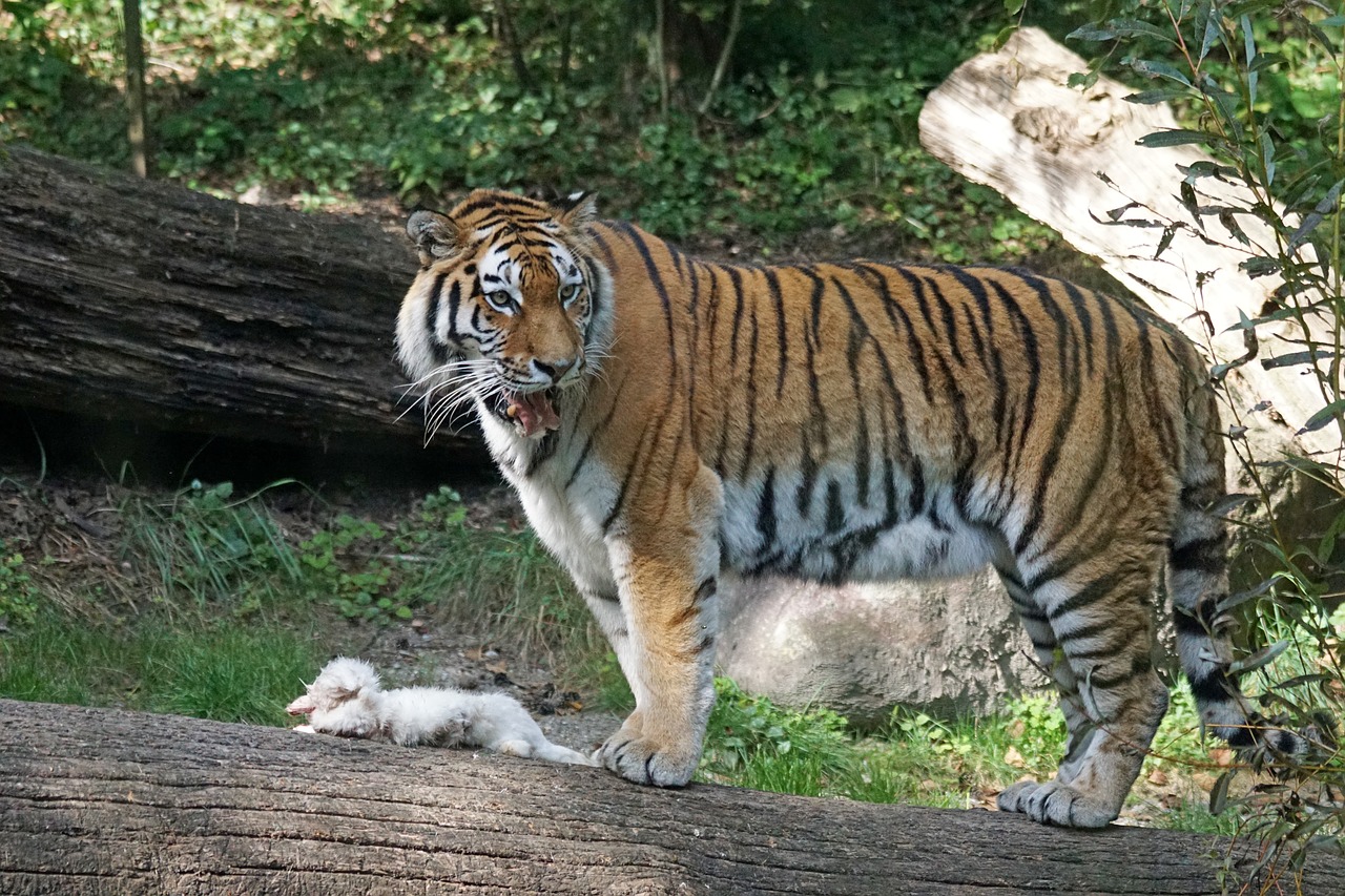 Image - tiger amurtiger predator cat