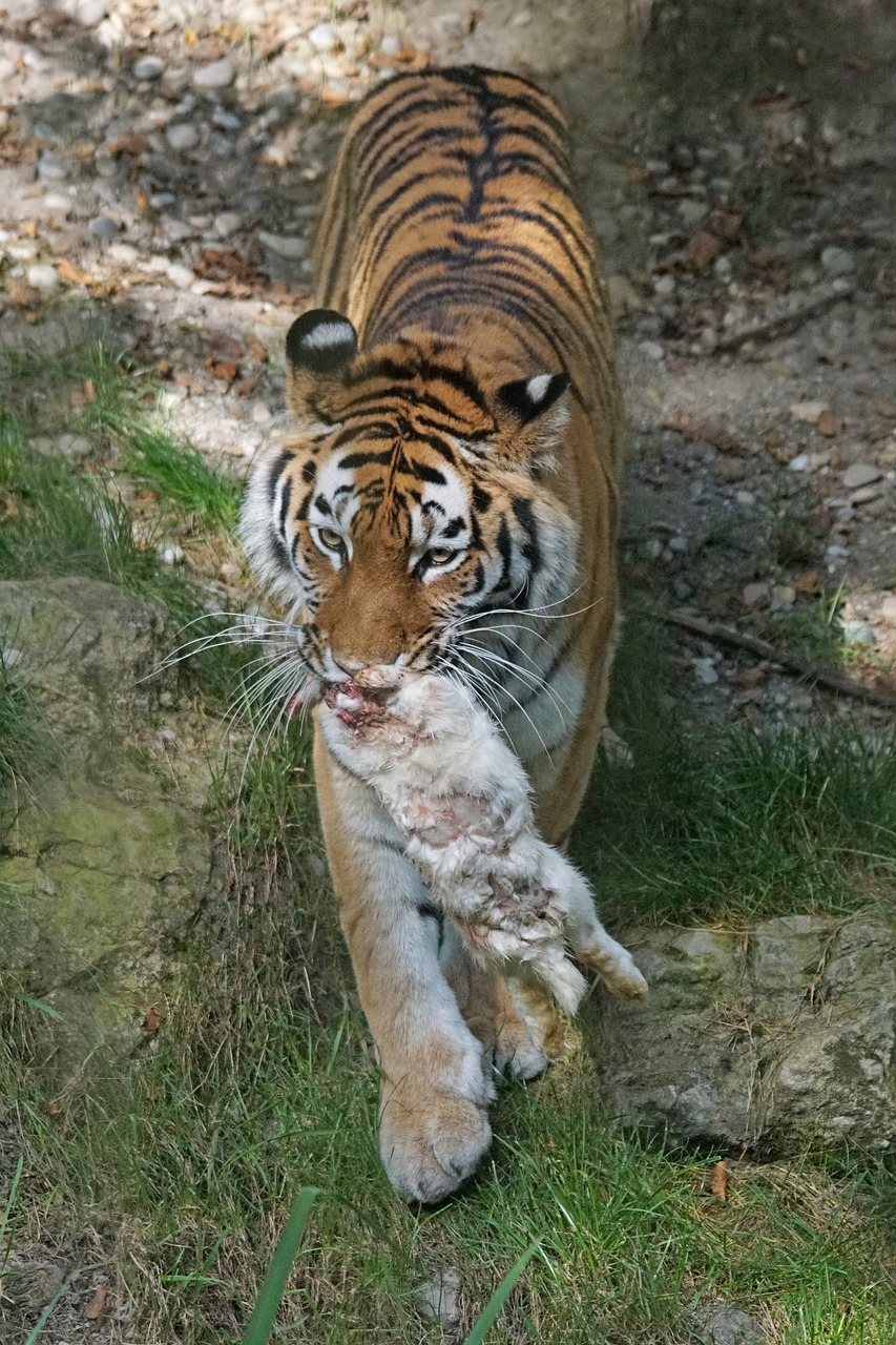 Image - tiger amurtiger predator cat