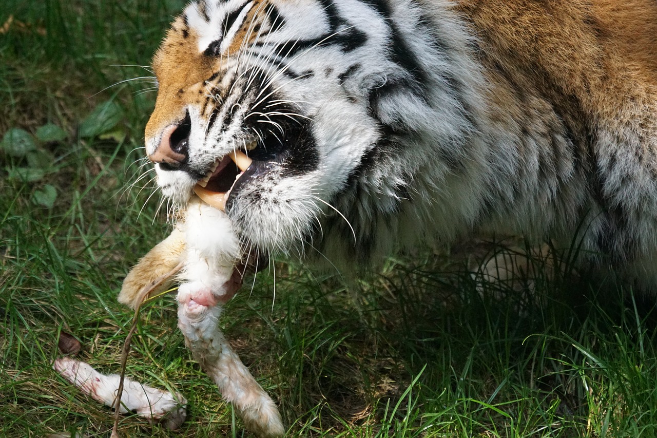 Image - tiger amurtiger predator cat