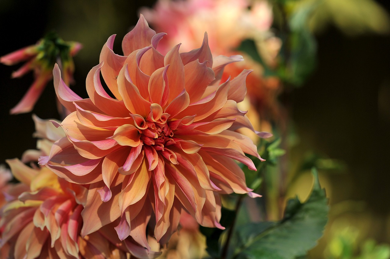 Image - dahlia flower plant nature