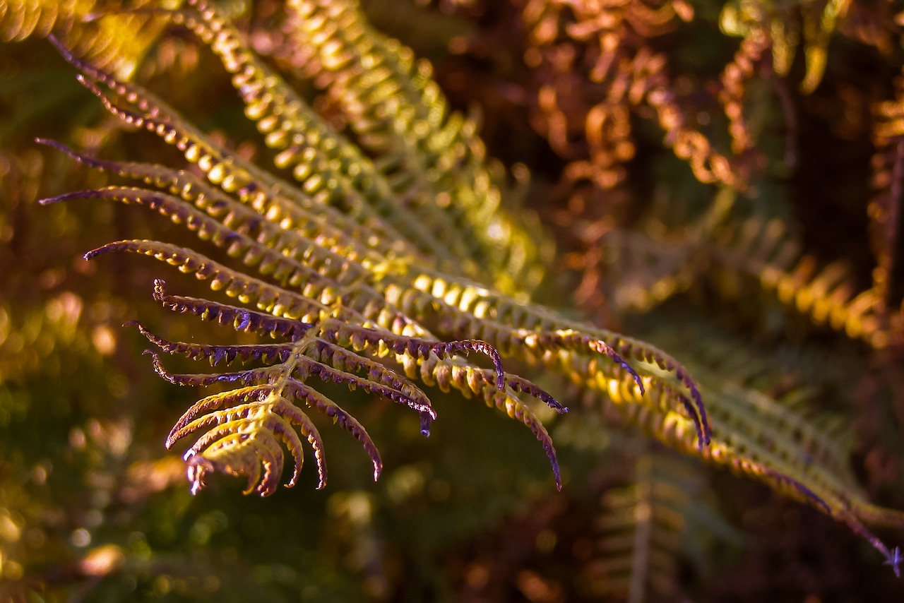 Image - fern autumn dry leaves bronze