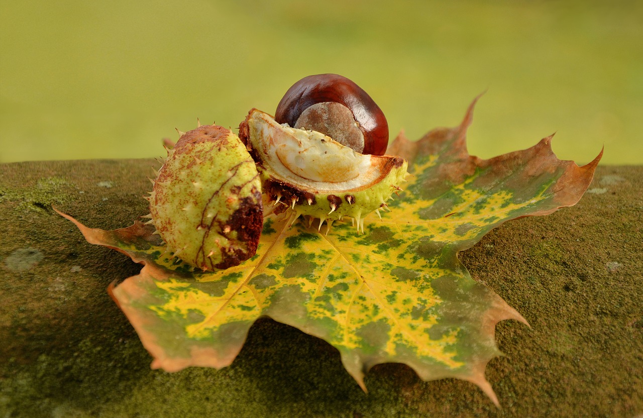 Image - chestnut autumn golden october