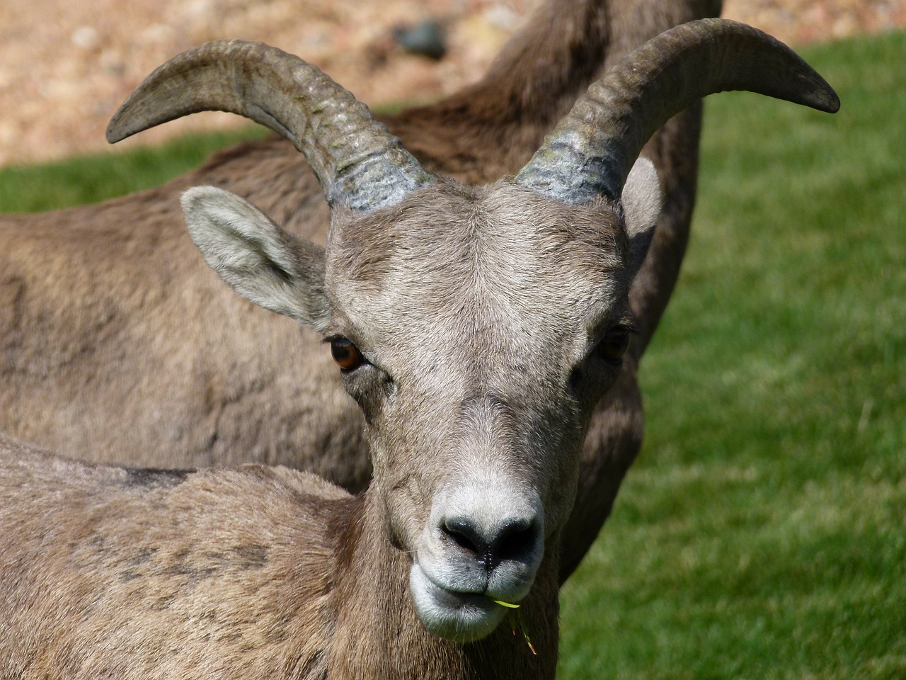 Image - mountain sheep head horn garden