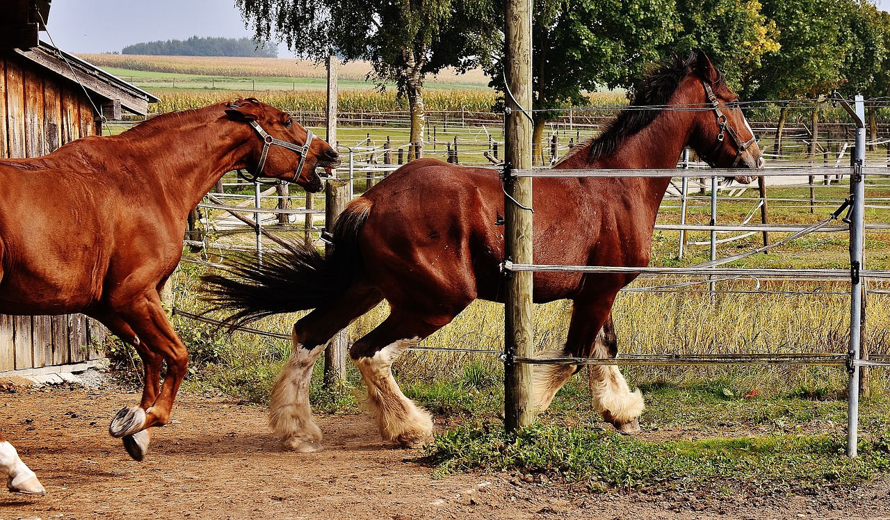 Image - shire horse horses race hunt argue