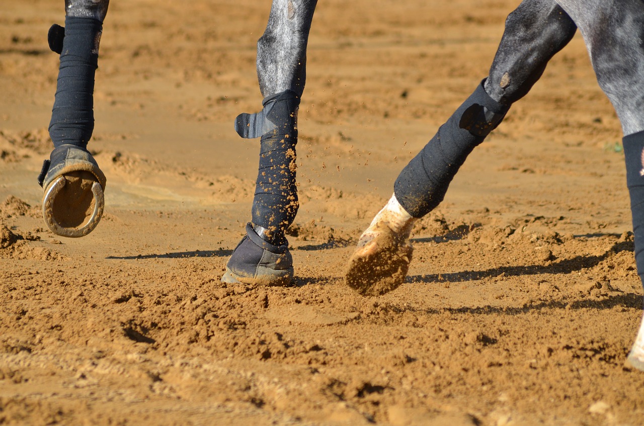 Image - member horse dressage stride