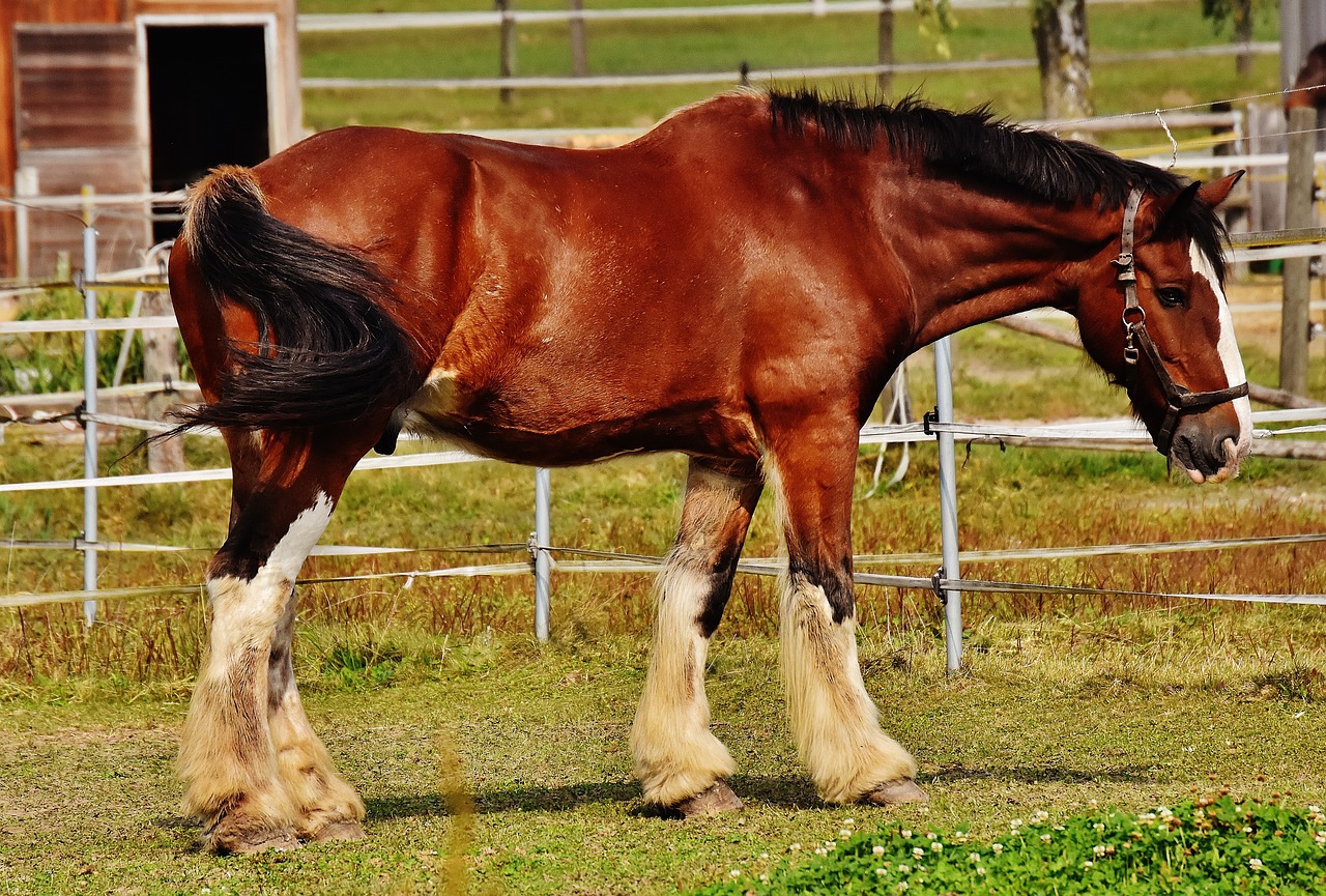 Image - shire horse horse big horse ride