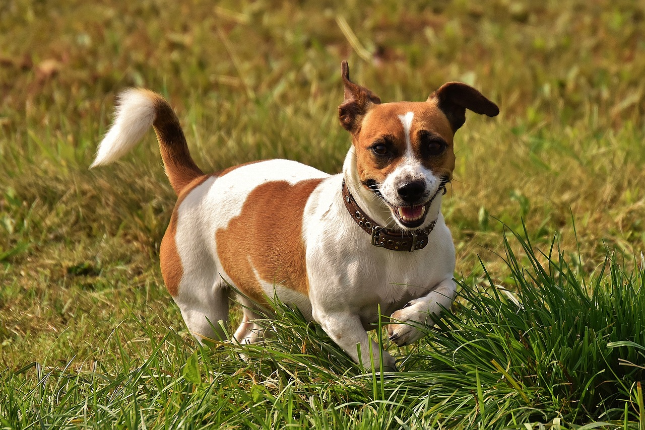 Image - jack russell terrier play meadow