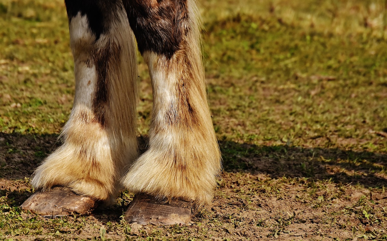 Image - shire horse horse hoof forelegs