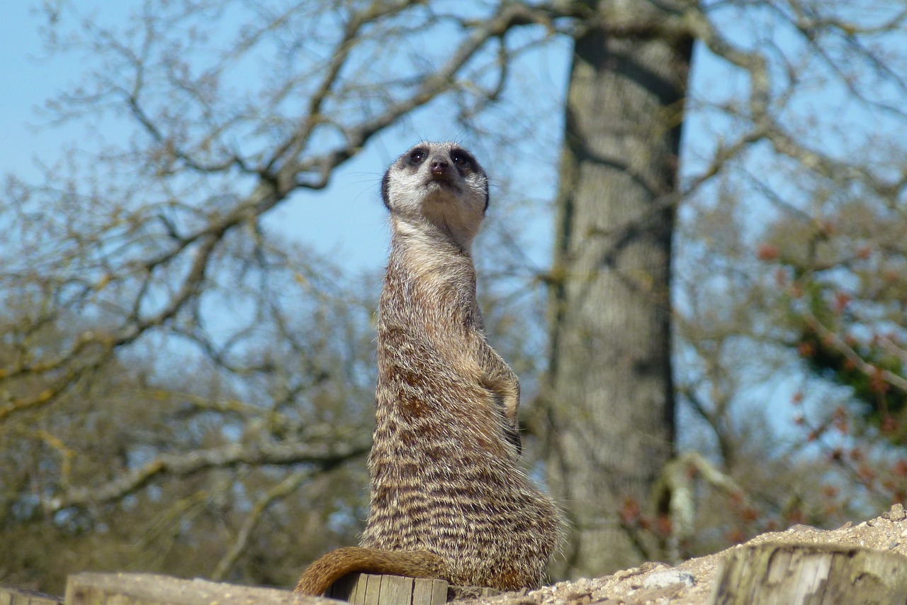 Image - meerkat king watching waiting