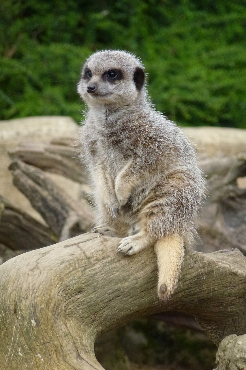 Image - meerkat cotswold wildlife park