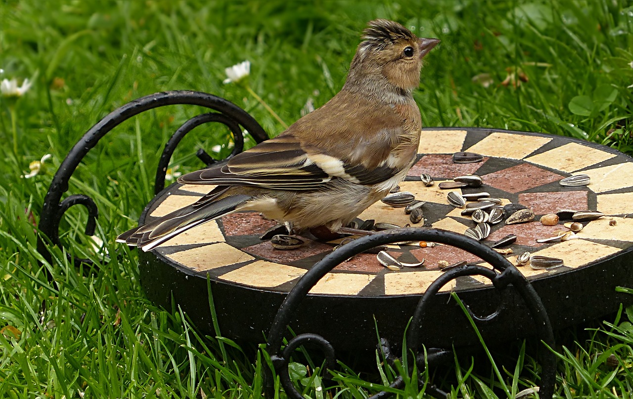 Image - bird chaffinch fringilla coelebs