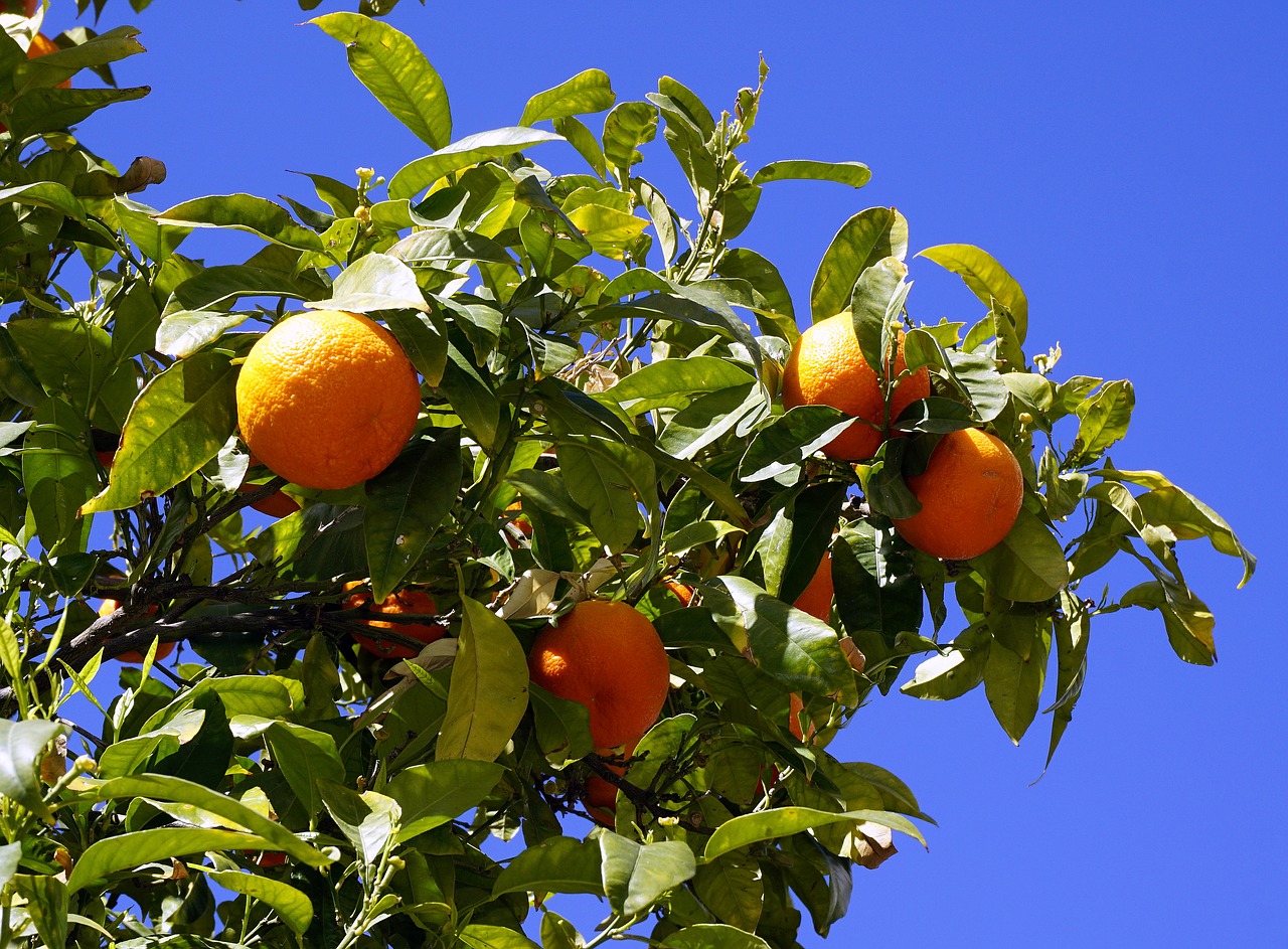 Image - oranges fruit citrus naranjo