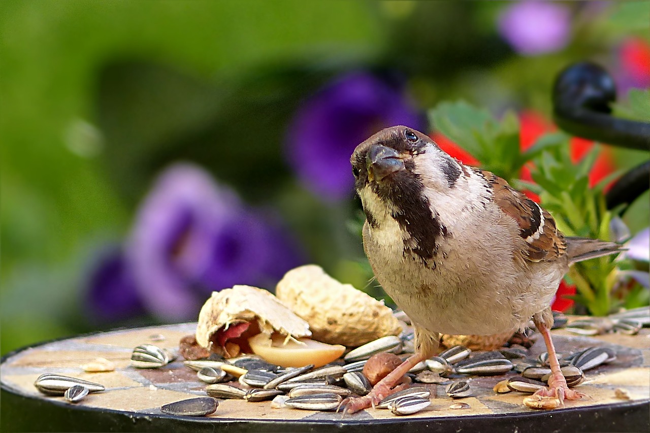 Image - bird sparrow passer domesticus