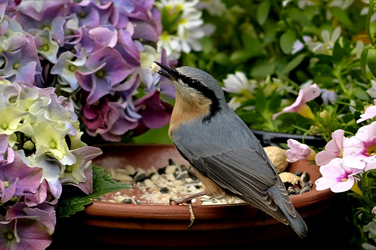 Image - bird kleiber sitta europaea