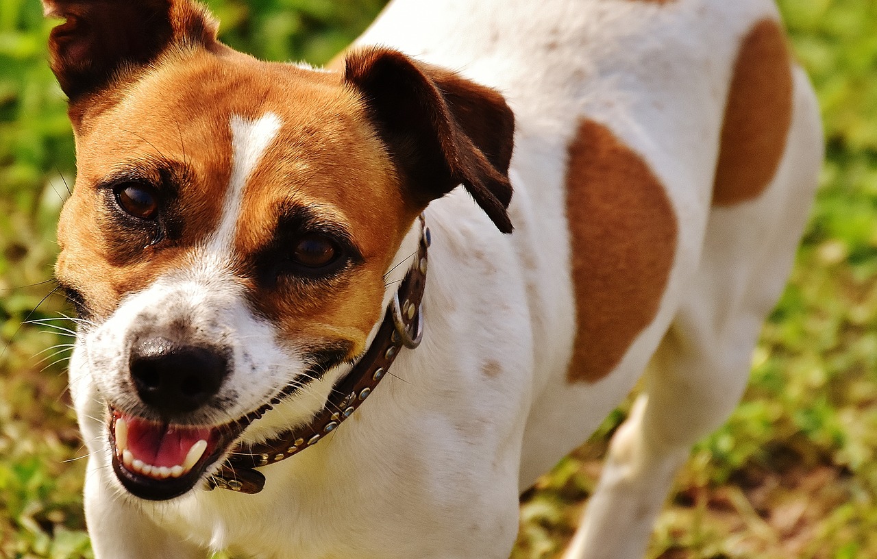 Image - jack russell terrier play meadow