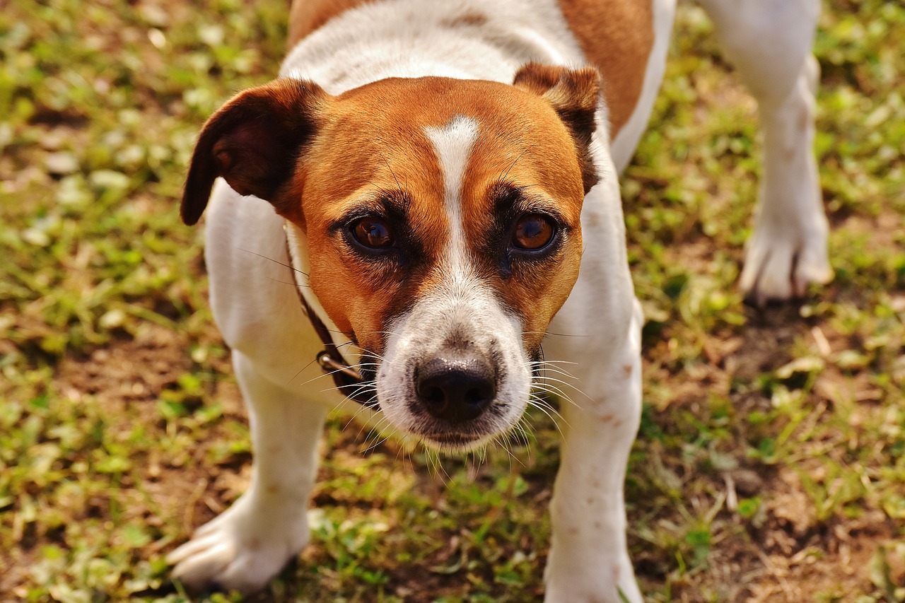 Image - jack russell terrier play meadow