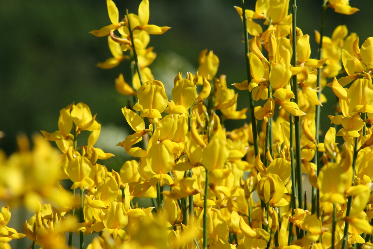 Image - broom yellow blossom bloom toxic