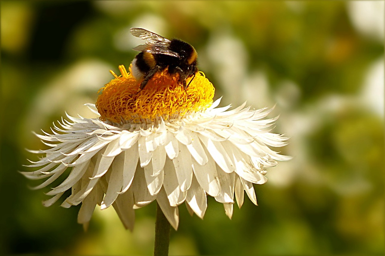 Image - flower italicum helichrysum