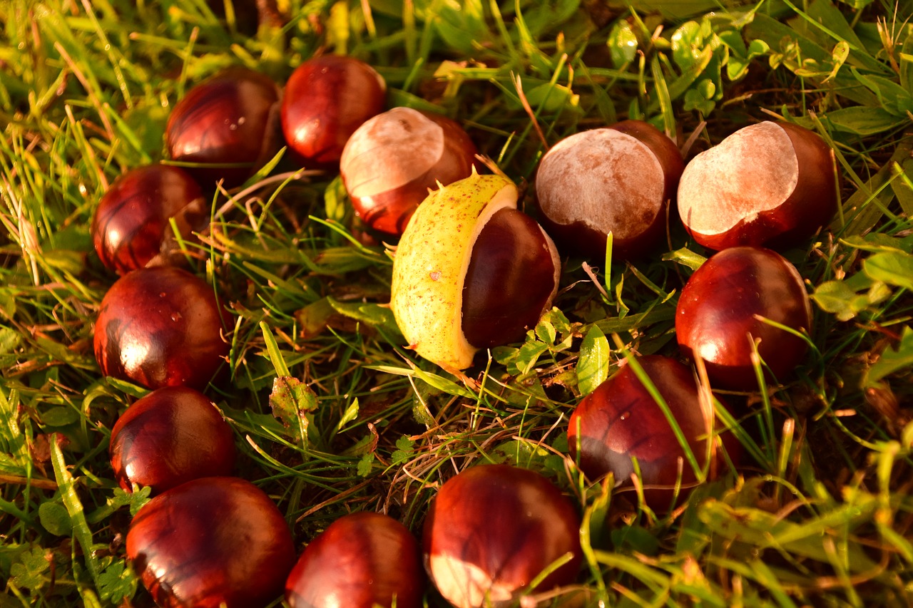 Image - heart chestnut horse chestnut