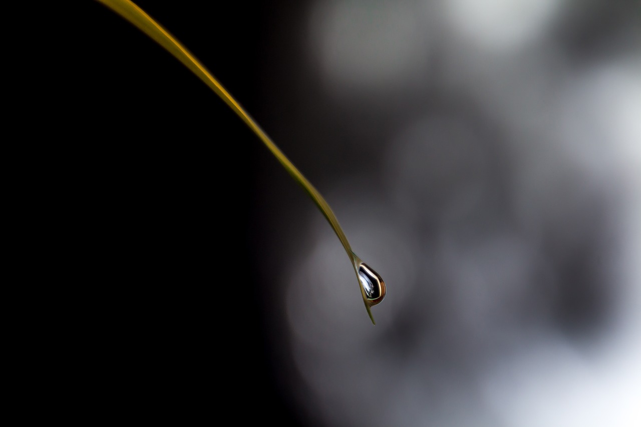 Image - blade of grass moon drop of water