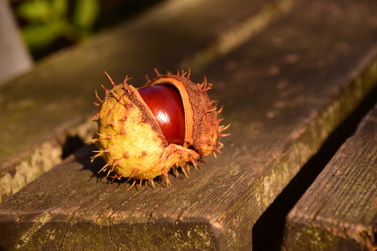 Image - chestnut buckeye